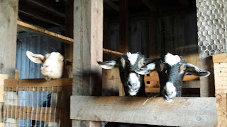 Three goats with their heads above the gate