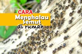 Panduan & Tips Cara Halau Semut Dirumah Yang Perlu Anda Ketahui?