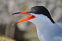 Common tern close up, breeding plumage Nantucket NWR, MA, Amanda Boyd, USFWS