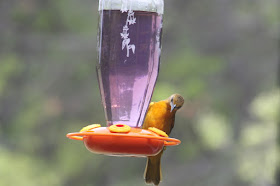 oriole at nectar feeder