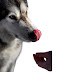 Siberian Husky Nutrition Essentials| Recomended diets, and proper feeding practices.