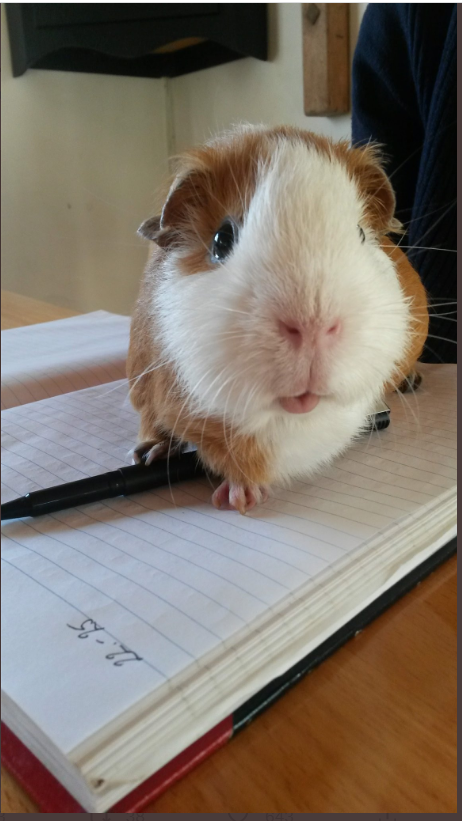 A pet guinea pig