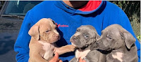 american bulldog puppies