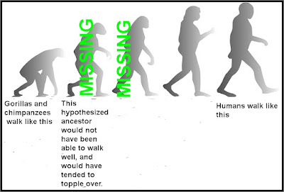 missing link in evolution