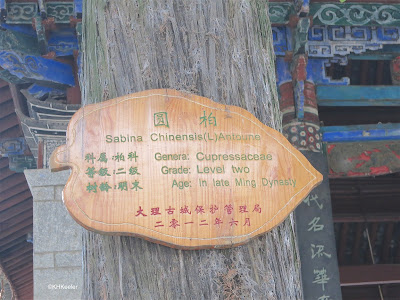 lable on tree in China