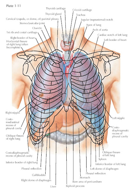 Topography Of The Lungs (Anterior View)