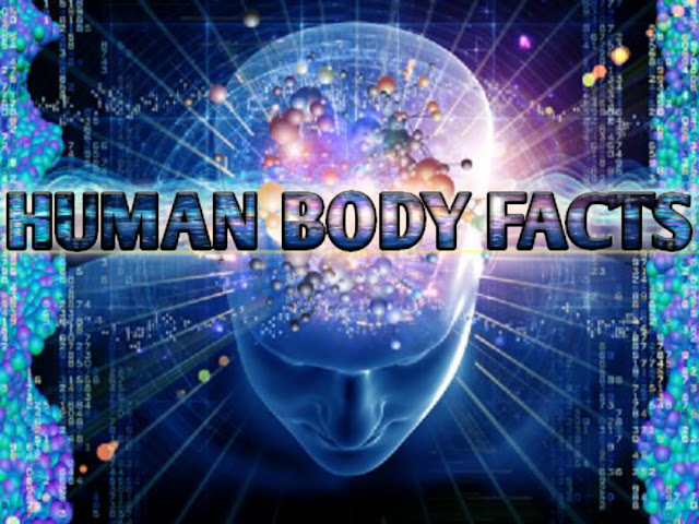 Human fun facts about the body