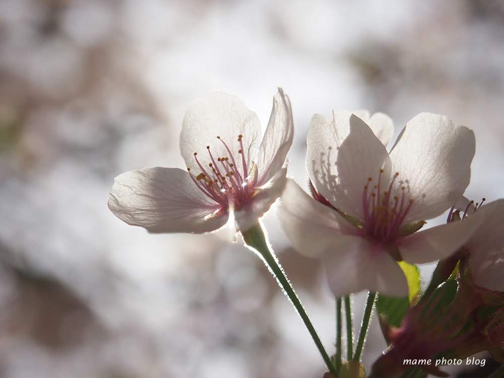 桜