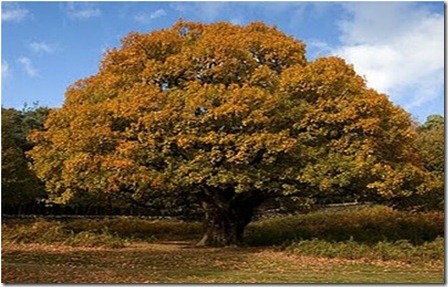 oak tree