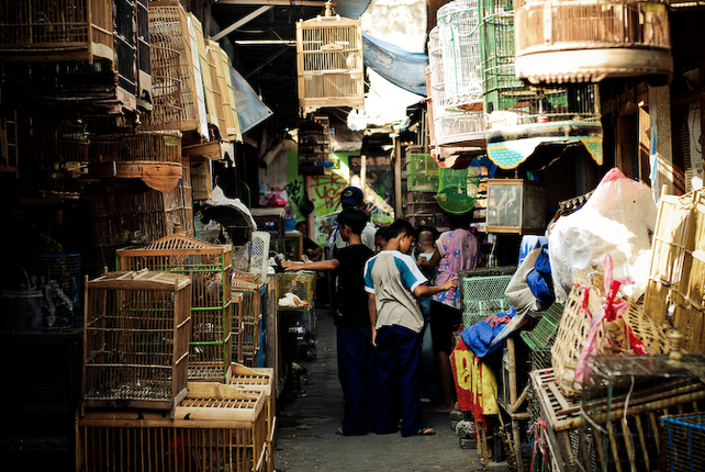 DAFTAR HARGA BURUNG DI WILAYAH JAKARTA (PASAR KEBAYORAN 