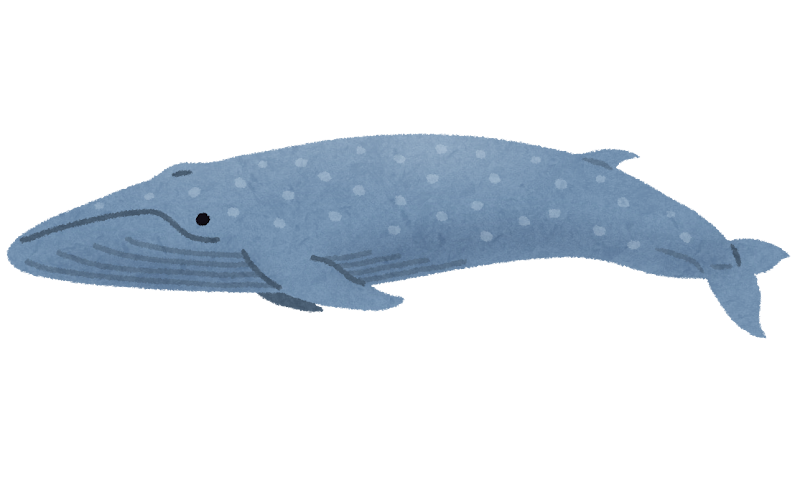 シロナガスクジラのイラスト 鯨 かわいいフリー素材集 いらすとや シロナガスクジラのイラスト 鯨 かわいいフリー素材集 いらすとや