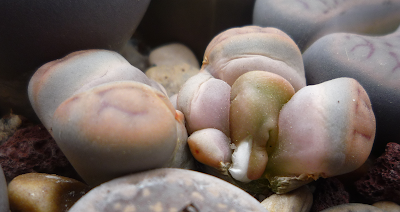 lithops