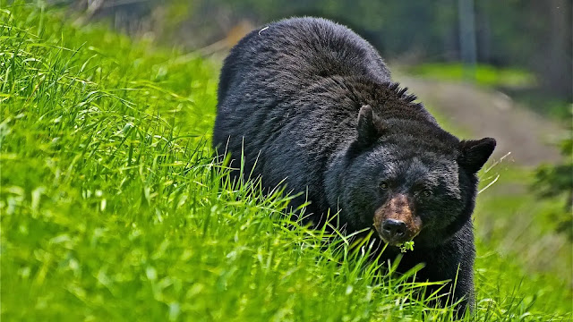 North American Black Bear