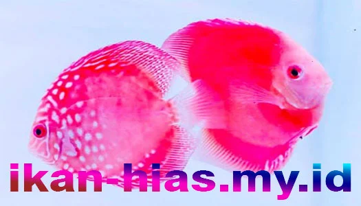 Ikan Discus