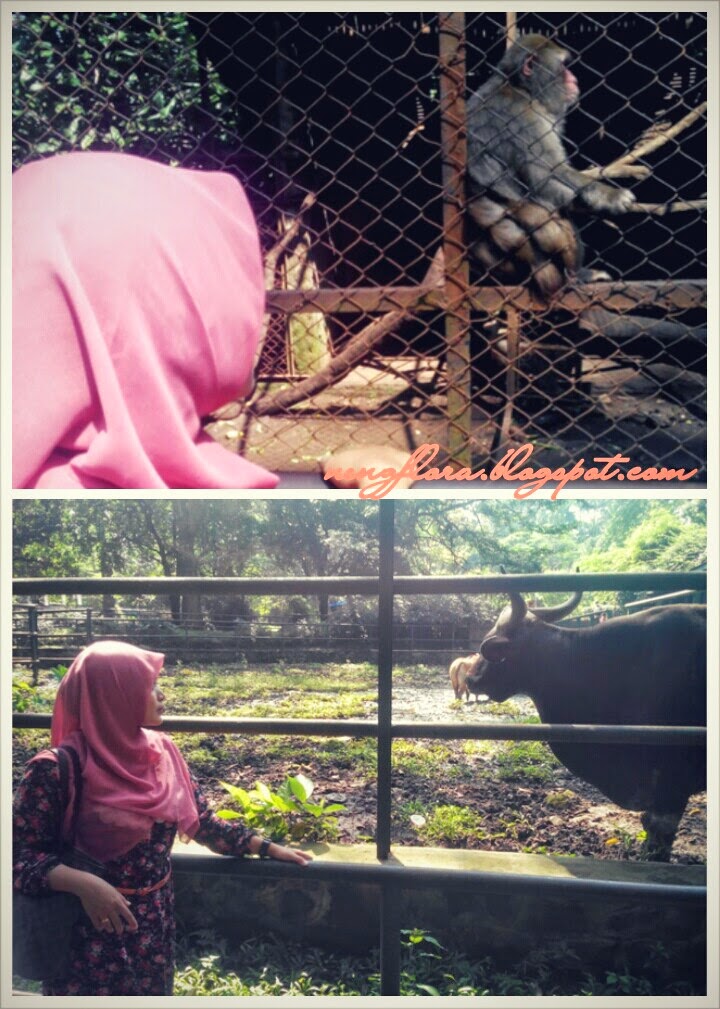 Lihat-lihat Hewan Di Kebun Binatang Bandung - Cerita Nengflora