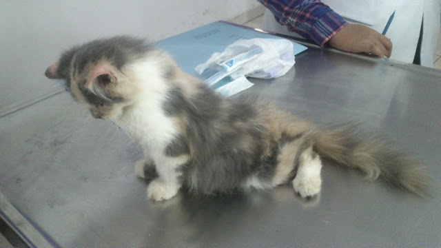 Hip Joint Dysplasia Pada Kucing Persia (Case Report)