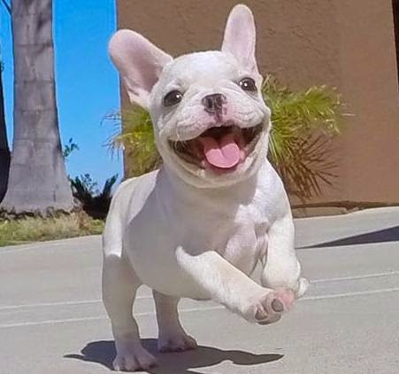 Image Result For French Bulldog White Puppy