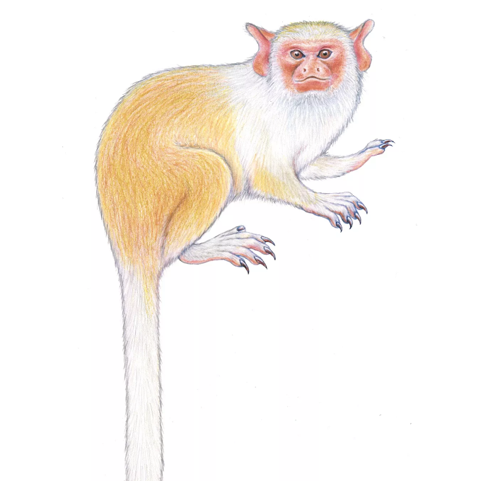   [Mammalogy • 2019] Mico munduruku • The Munduruku Marmoset: A New Monkey Species from southern Amazonia