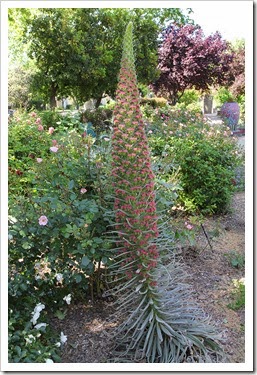 110501_echium_wildpretii_central_park