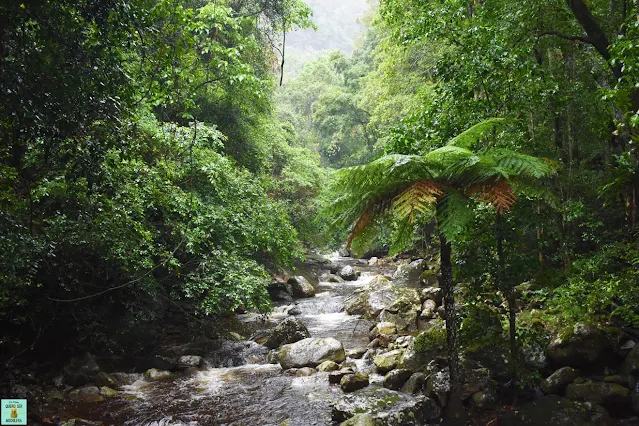Minnamurra Rainforest, Australia