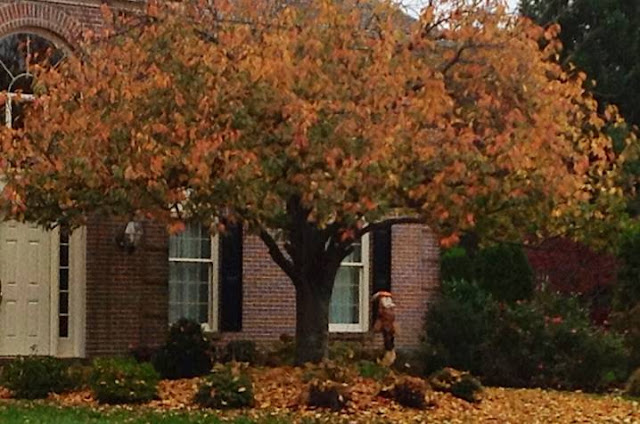 fall, tree, house in background