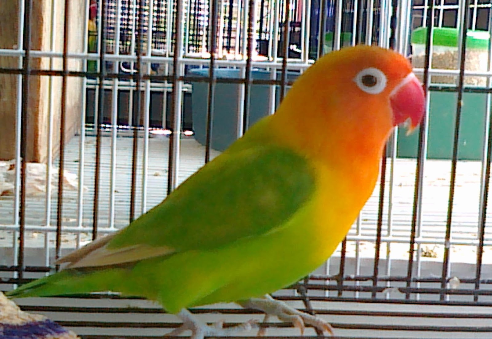  Lovebird  Juara  Info Harga dan Tips Perawatan Budidaya 