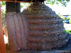 Oven growing grass 