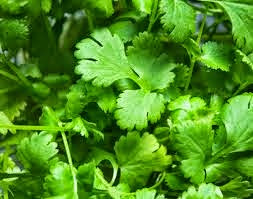 uso medicinal del cilantro