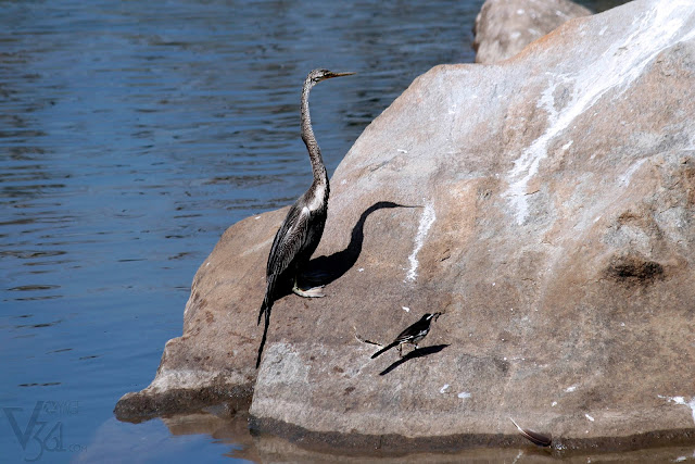 Snake Bird with White-browed wagtail