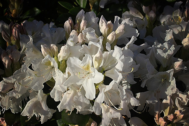 rododendron