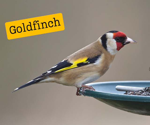 Goldfinch. Uncovering the Charms of this Bird