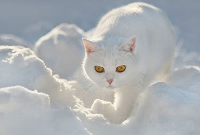 Cats in the Snow Seen On www.coolpicturegallery.us