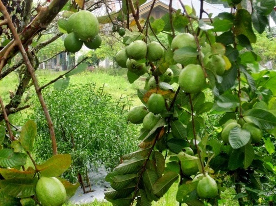 Budidaya Jambu Biji Merah BUDIDAYAKU