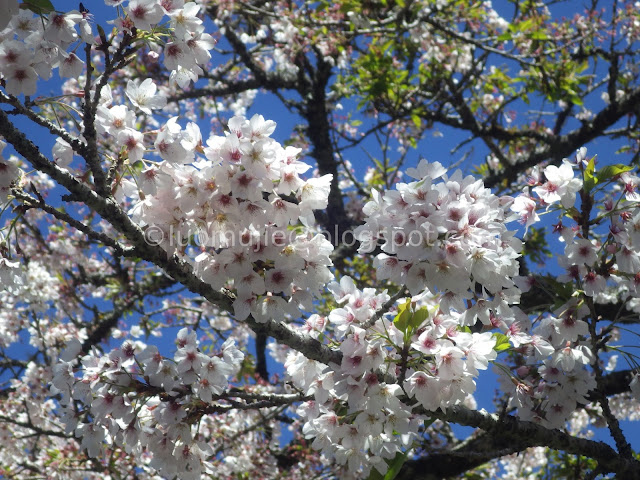 Alishan cherry blossom