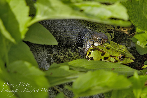 Barren-Ringelnatter (Natrix natrix helvetica) auf der Jagd