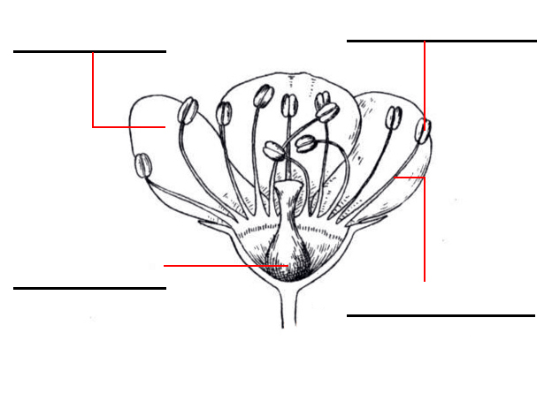 imagenes de flores con sus partes - ¿partes de la flor y sus funciones? Yahoo Respuestas