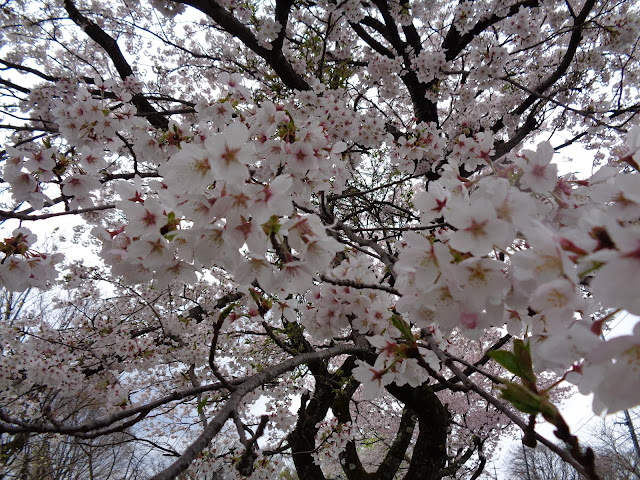 ホテル旬香大山リゾートの前のソメイヨシノ桜