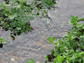 A small stream