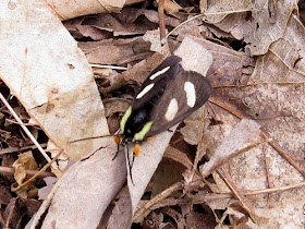 Eight Spot Forester moth