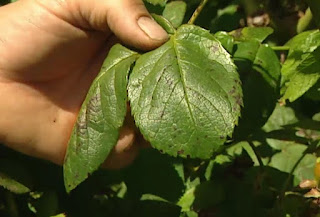 Leaves with blackspot