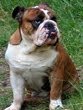 bulldog