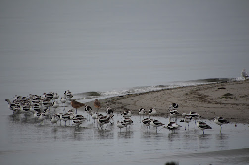 Photo. Water with a half-oval spit of land coming out of the right side of the photo. A couple of dozen wading birds, mostly white and black American Avocets, are scattered around the edge of the sand. They're standing in the water. A couple of godwits are there too.