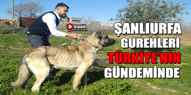 Şanlıurfa kurtboğanları Türkiye gündeminde