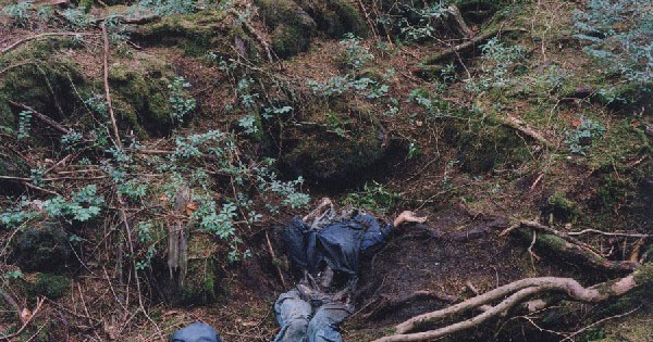 Hutan bunuh diri Aokigahara, Jepang  All About Japan 