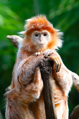 china’s black snub-nosed monkey
