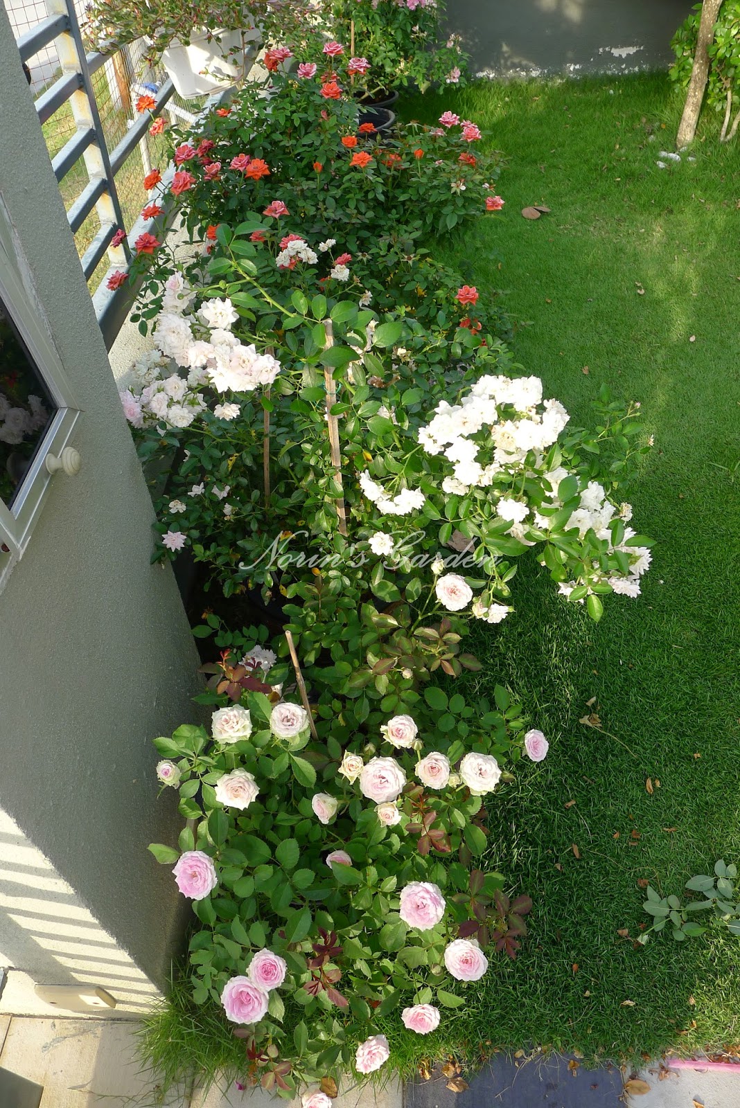 All About Norin s Garden Cara menanam ros di dalam pasu