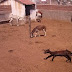 Animais apreendidos pela Prefeitura Municipal estão morrendo de fome em local destinado a apreensões
