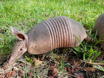 Armadillo facts and information