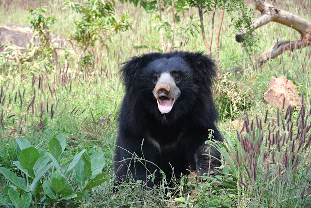 Sloth Bear Facts and Information - ListAnimals