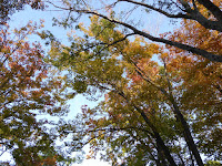 秋の市民の森（鏡伝池緑地）　紅葉